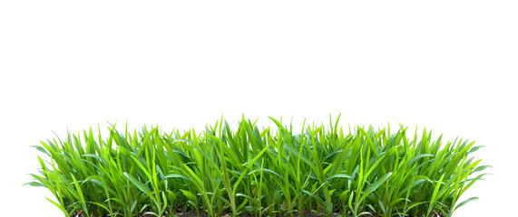 Frisches grünes Gras