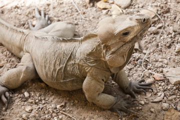 Rhinoceros Iguana, lizards in the family Iguanidae