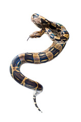 Naklejka premium Boa Constrictor vor weißem Hintergrund