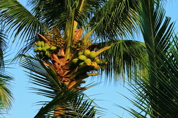 coconut on tree