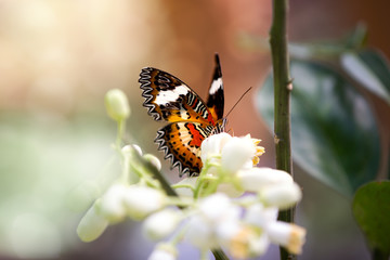 Monarch Butterfly (Danaus plexippus)