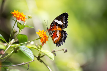Fototapeta na wymiar Amazing butterfly