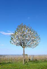 Vogelkirschbaum im Weinfeld