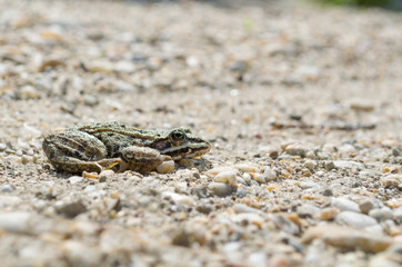 Edible Frog on Pebbles Side View