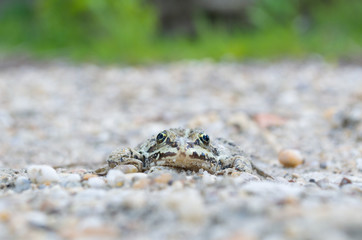 Edible Frog on Pebbles Front View