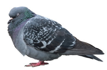 Sleeping dove. Grey dove isolated on white background. Feral