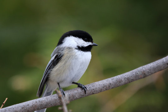 M&eacute;sange &agrave; t&ecirc;te noire