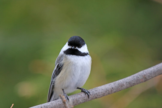 M&eacute;sange &agrave; t&ecirc;te noire