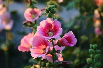 beautiful flower in garden