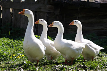 Domestic geese