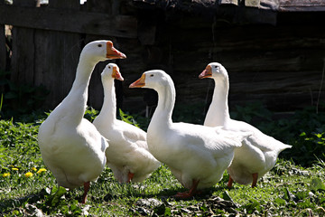 Domestic geese