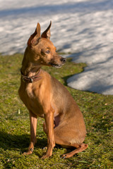 russian shorthair toy terrier