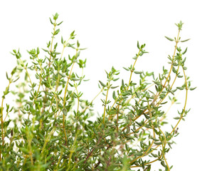 Thyme