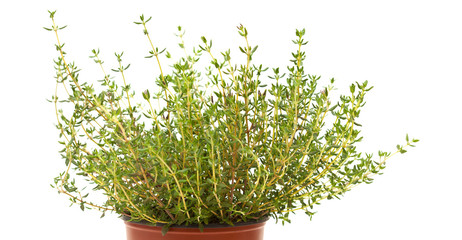 Thyme