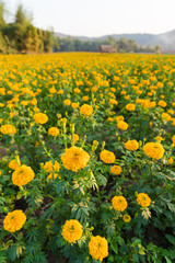 Marigold in the garden