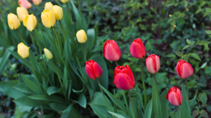 Fototapeta premium Blumen: Tulpen in Rot und Gelb - Gelb-Rote Tulpen