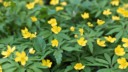 Garten - Blühende Frühlingblumen: kriechende Hahnenfuß