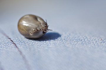 Abgefallene Zecke nach Zeckenstich vollgesogen