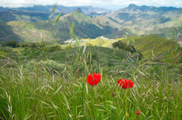Gran Canaria, Caldera de Tejeda in spring