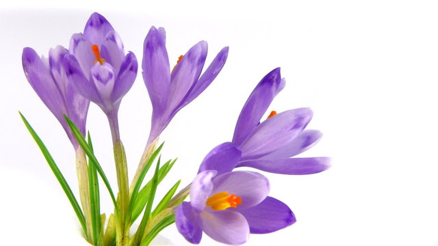 Timelapse blooming crocuses on white background.