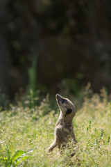 Naklejka premium ミーアキャット