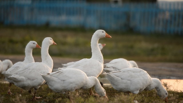 Geese on the open pasture. village 