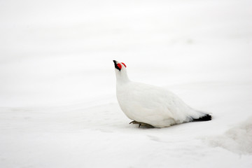 Rock Ptarmigan (Lagopus muta) winter plumage in Japan