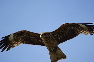 Black Kite