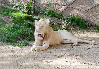 Fototapeta premium White Lion