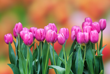 Fresh colorful tulip
