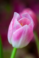 Fresh colorful tulip