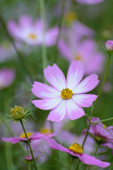 Fototapeta premium コスモス畑＠佐世保市展海峰