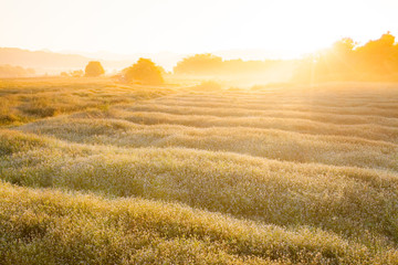 nature vintage background.