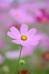 Fototapeta premium コスモス畑＠佐世保市展海峰