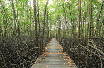 Wooden walkway through mangroves forest