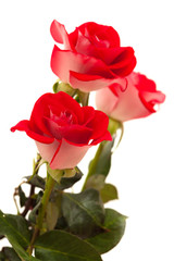 two-toned roses isolated