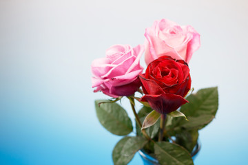薔薇
