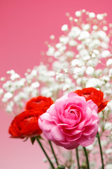 Fototapeta premium ラナンキュラス