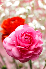 ラナンキュラス