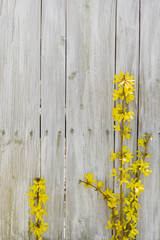 Forsythia Flowers