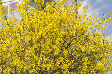 Obraz premium Forsythia Flowers