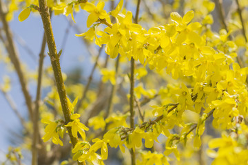Closeup Forsythia Flowers