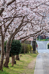 桜のアーチ