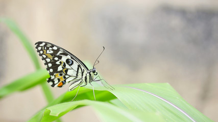 Butterfly on leaf