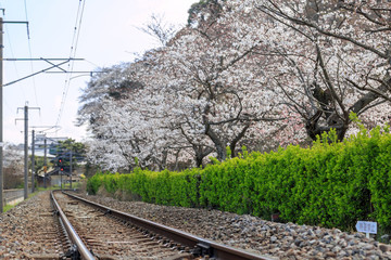 桜と線路