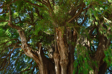 Arbol el Tule – one of the biggest trees on Earth, in Chiapas