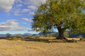 Tree and landscape by Hierve el agua hot springs near Oaxaca
