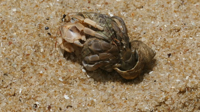 pair of hermit crabs in the sand close-up