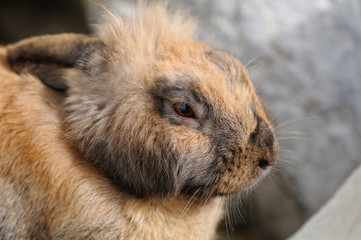 ウサギのポートレート