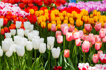 Beautiful spring flowers.  colorful tulips. Floral Background.